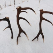 03.2010    za 3 hodiny