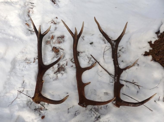 03.2010 (10 min v jednej mladine)  tohtorocne vsetky lave