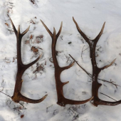 03.2010 (10 min v jednej mladine)  tohtorocne vsetky lave