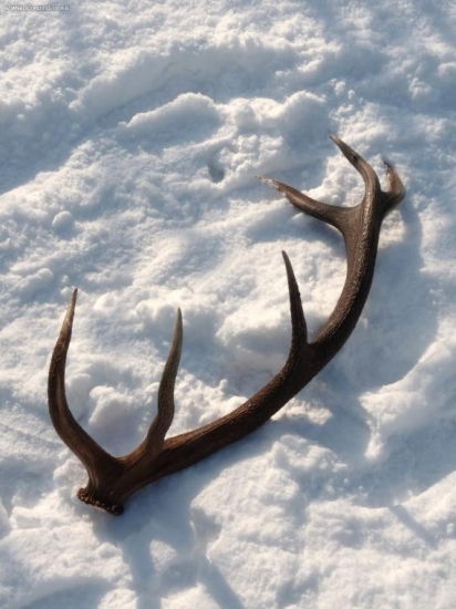 tohtorocny 3kg, 105 cm