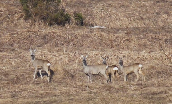 rodinka