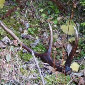 o par metrov v mladine zeby hned zhodil?  :-DDDD