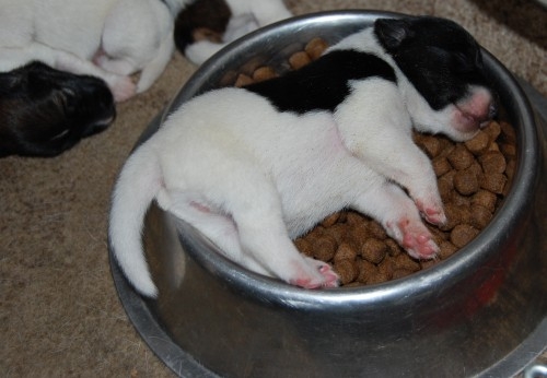 Najobľúbenejší flek na spanie.