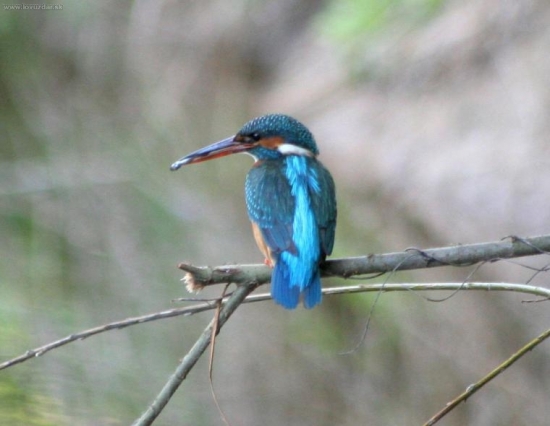 15933