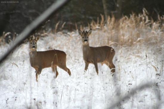 srnčia zver
