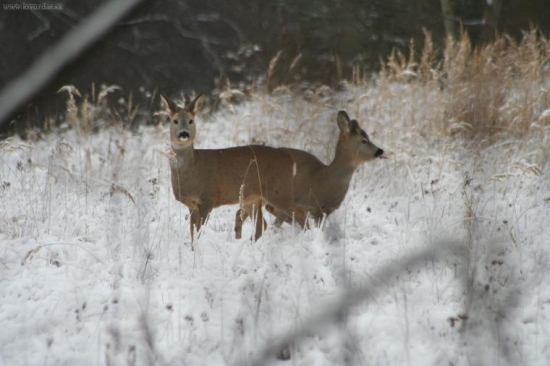 srnčia zver