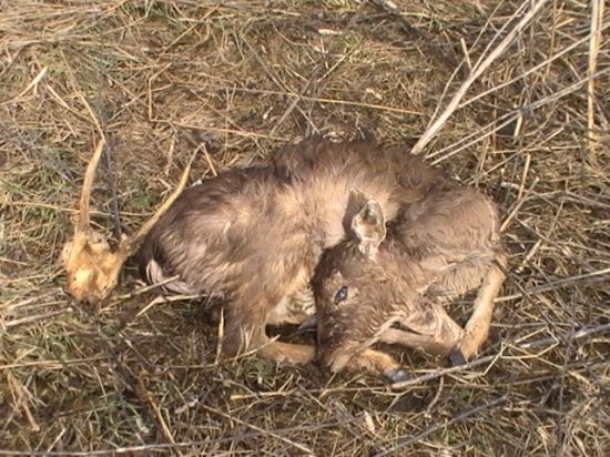 jaj každy den volačo vela strat tochto roku