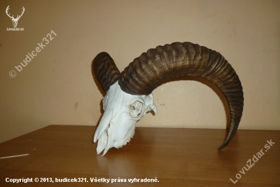 2 ročny muflon