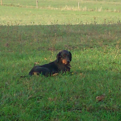 Astor