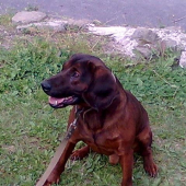 farbiar