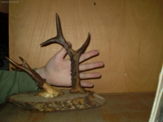 môj zatial največši srnči zhod