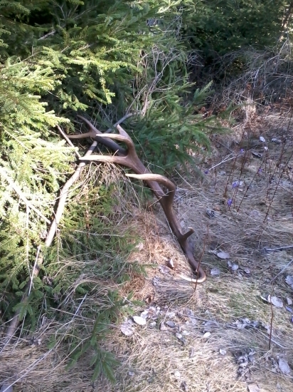 synov,zatial zivotny