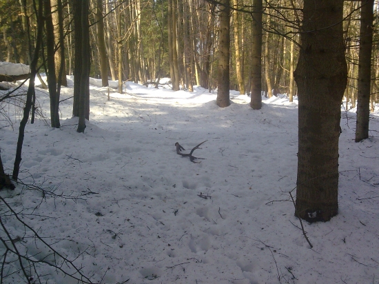 cestou domov treti shod