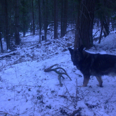 skoda ze stary min.2 roky ale pekny