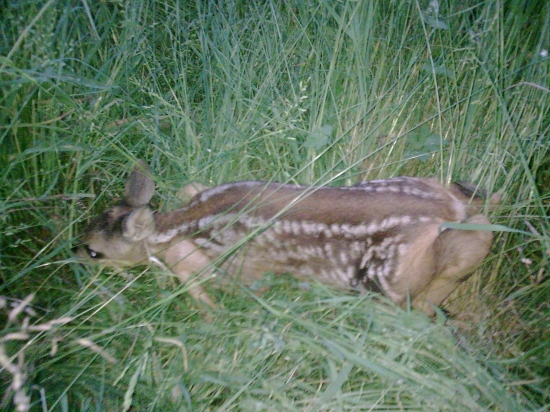 mame prirastok