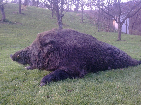 ulovok kamarata,zlato