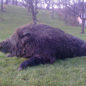 ulovok kamarata,zlato