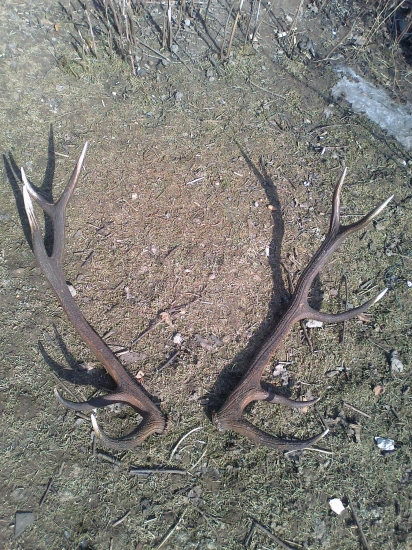 dnešný ranný pár