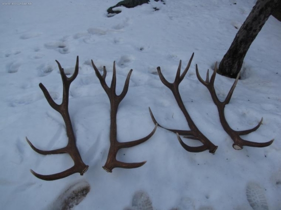 tohoročné a vlaňajšie