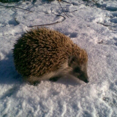 vinšovník na prvý sviatok vianočný