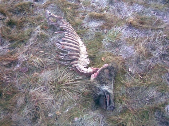 vizitka Revíru MALES