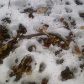 potešil aj vlanajší :o)