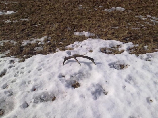 vytiahnuty zpod snehu