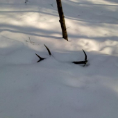 ani dnes ma šťastie neopustilo