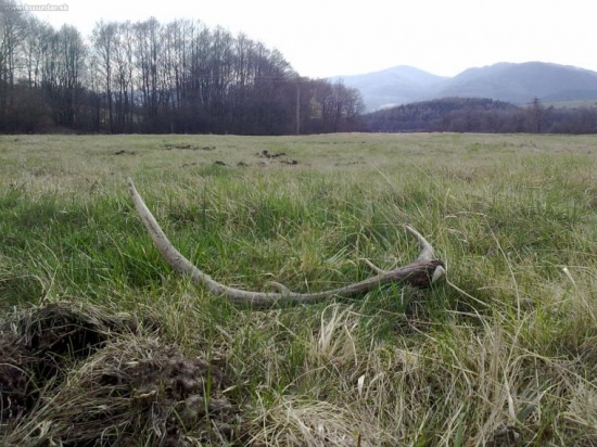 vysnívaný osmorák