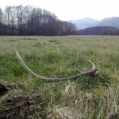 vysnívaný osmorák