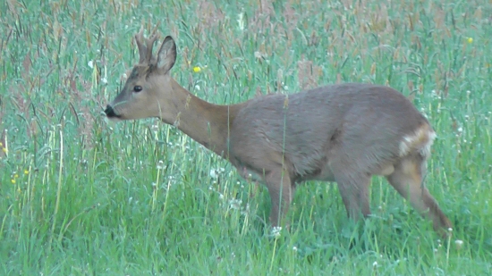 srnček