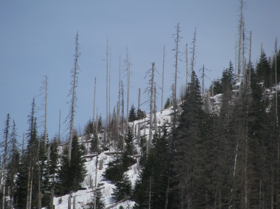 Zima 2009