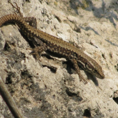 jašterica