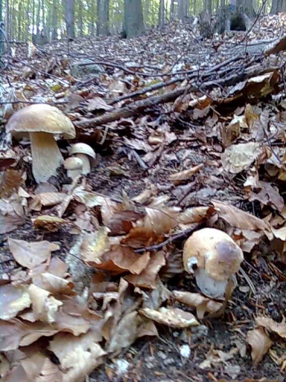 spomienak  na sezónu