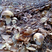 spomienak  na sezónu
