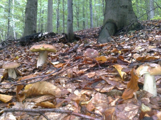 nie je to jeleň, ale potešilo