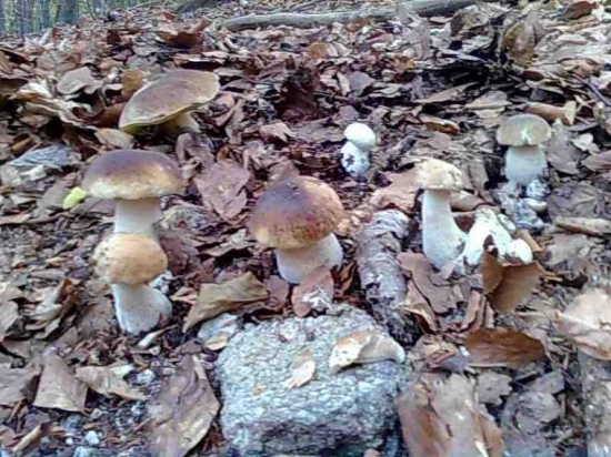 všetko z pod lístia