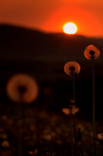 Púpava pri západe slnka