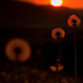 Púpava pri západe slnka