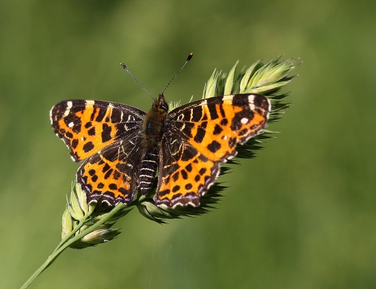 Babôčka sietkovaná