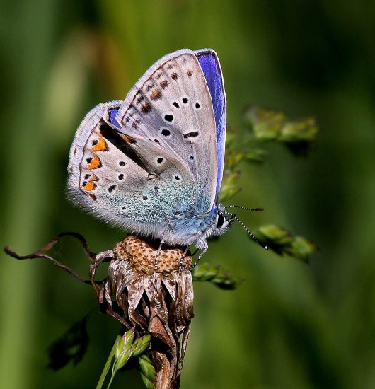 pokrčené krídelko modráčika