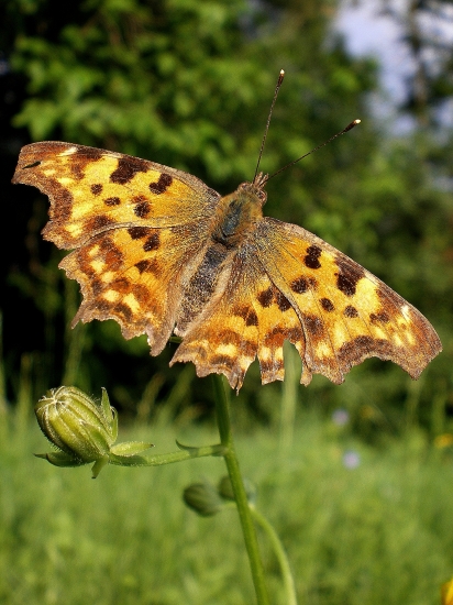 Babočka zubatokrídla