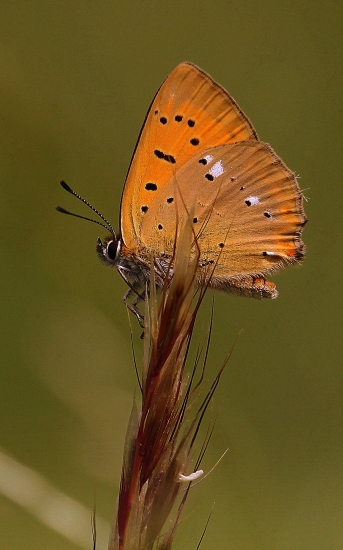 Ohniváčik zlatobylový