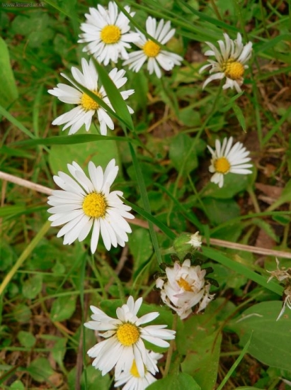 Sedmokráska obycajná