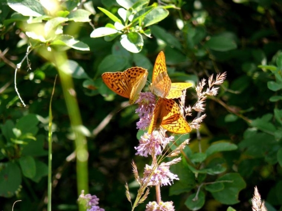 Perlovec striebristopásavý