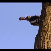 šiška v zobáčiku