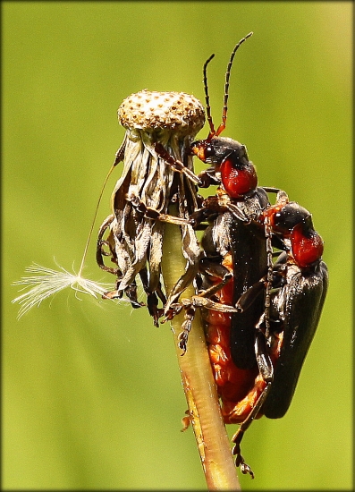Snehulčík obyčajný