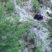 meedvedica a medvieda