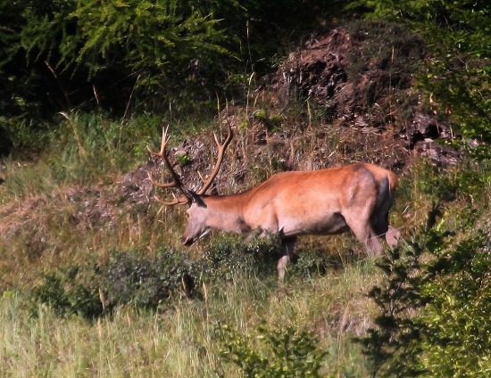 včerajší dvanástorák