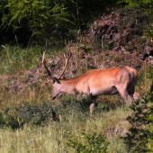 včerajší dvanástorák